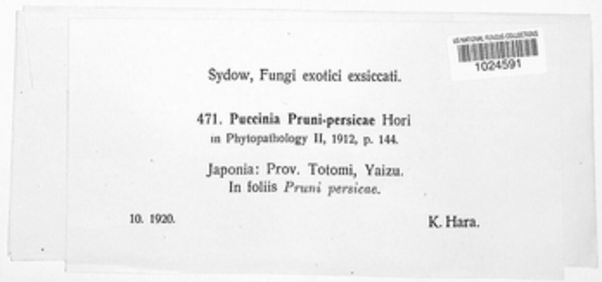 Leucotelium pruni-persicae image